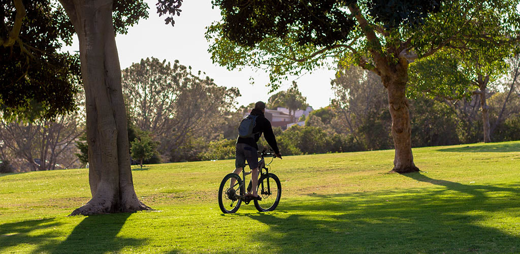 Trees For this Beautiful Planet